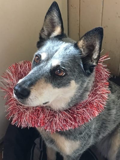 A photo of a dog (breed: Australian Cattle-Cross) sitting up in its bed; it is wearing a red and white tinsel collar.